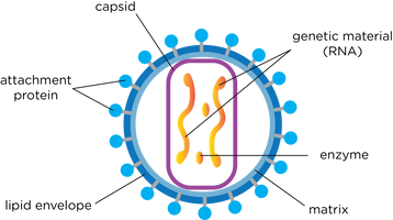 A Level Biology AQA Notes Structure Of Prokaryotic Cells And Viruses A Level Biology AQA Notes Structure Of Prokaryotic Cells And Viruses